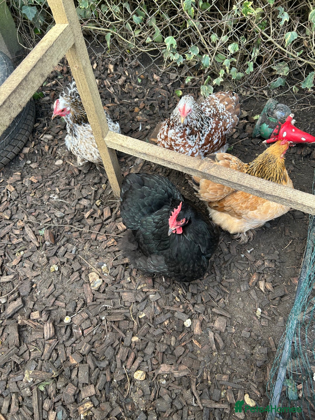 Chickens poultry for sale: 4 female pekin bantams - Advert 4