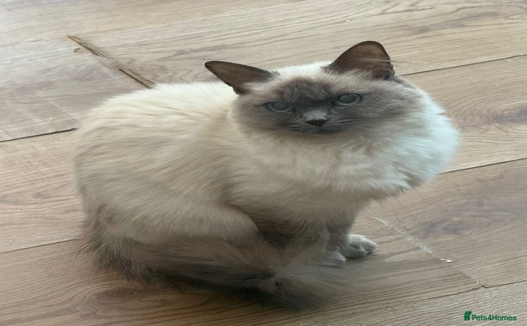 Ragdoll cats Beautiful 1.5 Year Ragdoll Female Cat - Advert 1