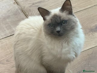 Ragdoll cats Beautiful 1.5 Year Ragdoll Female Cat - Advert 1