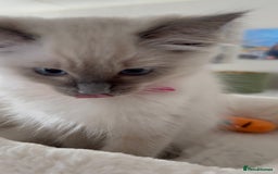 Ragdoll cats for sale: Ragdoll kittens in Birchington - Image 15