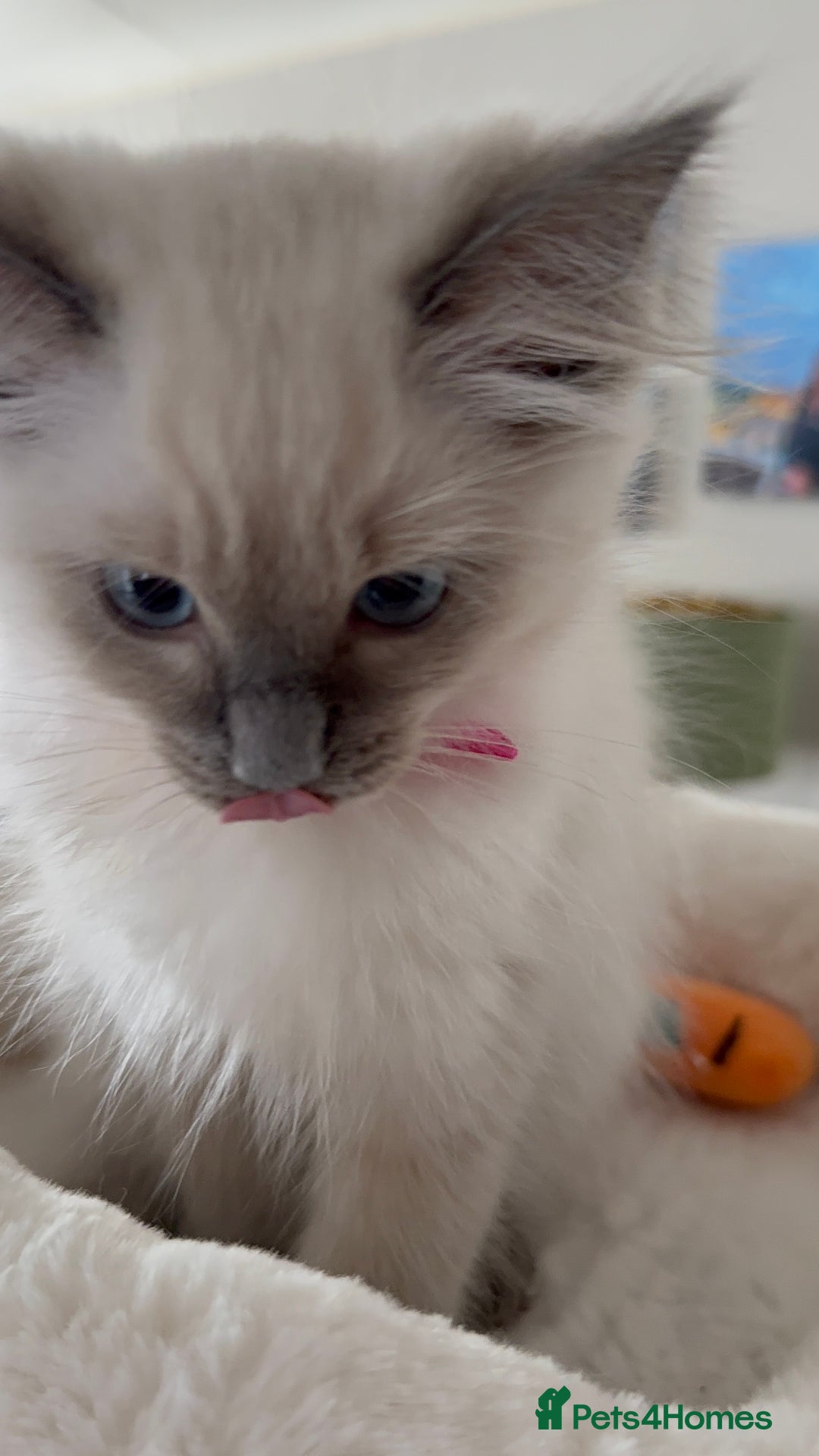 Ragdoll cats for sale: Ragdoll kittens in Birchington - Image 15