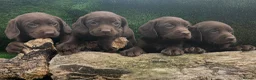 Cockerdor dogs for sale: Ready now chocolate cockerdors dna clear in Skegness - Advert 13
