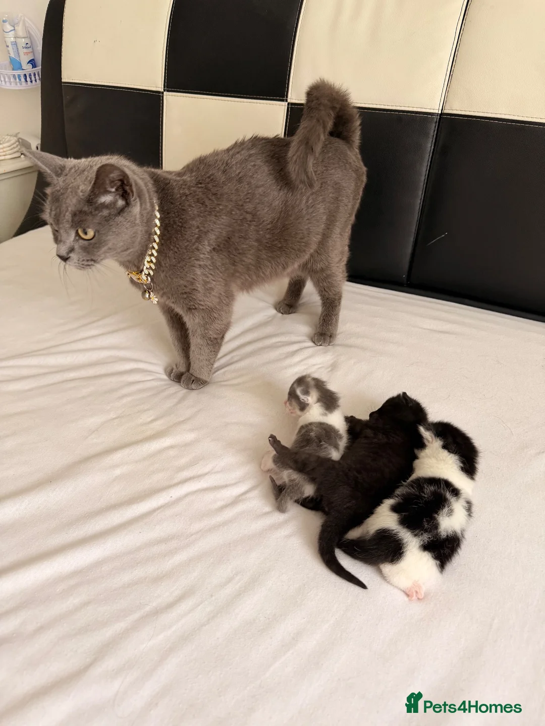 British Shorthair cats for sale: Cats British shorthair  in Luton - Advert 4