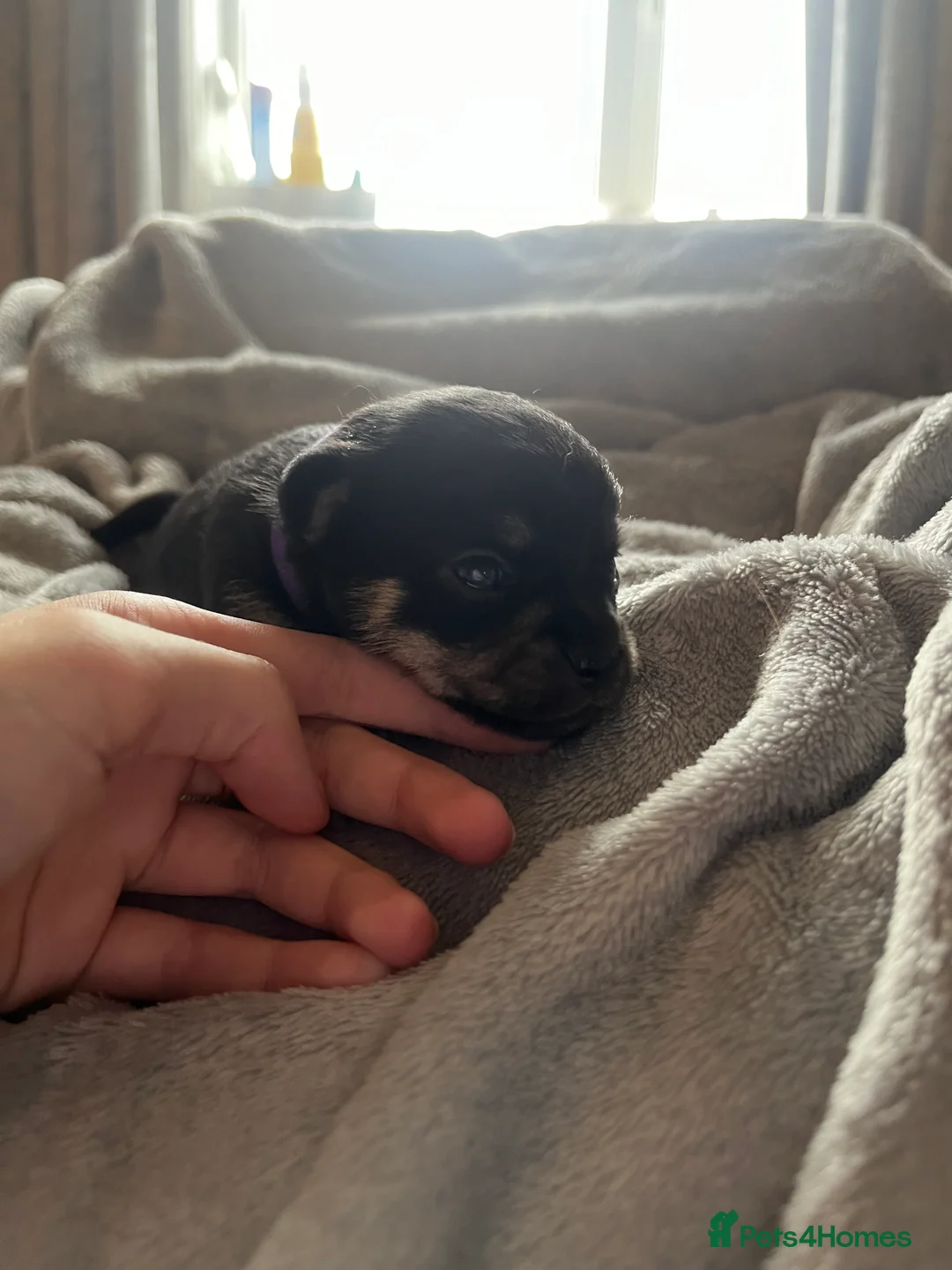 Chihuahua dogs for stud: Chihuahua stud (Romeo) in Sherborne - Advert 20