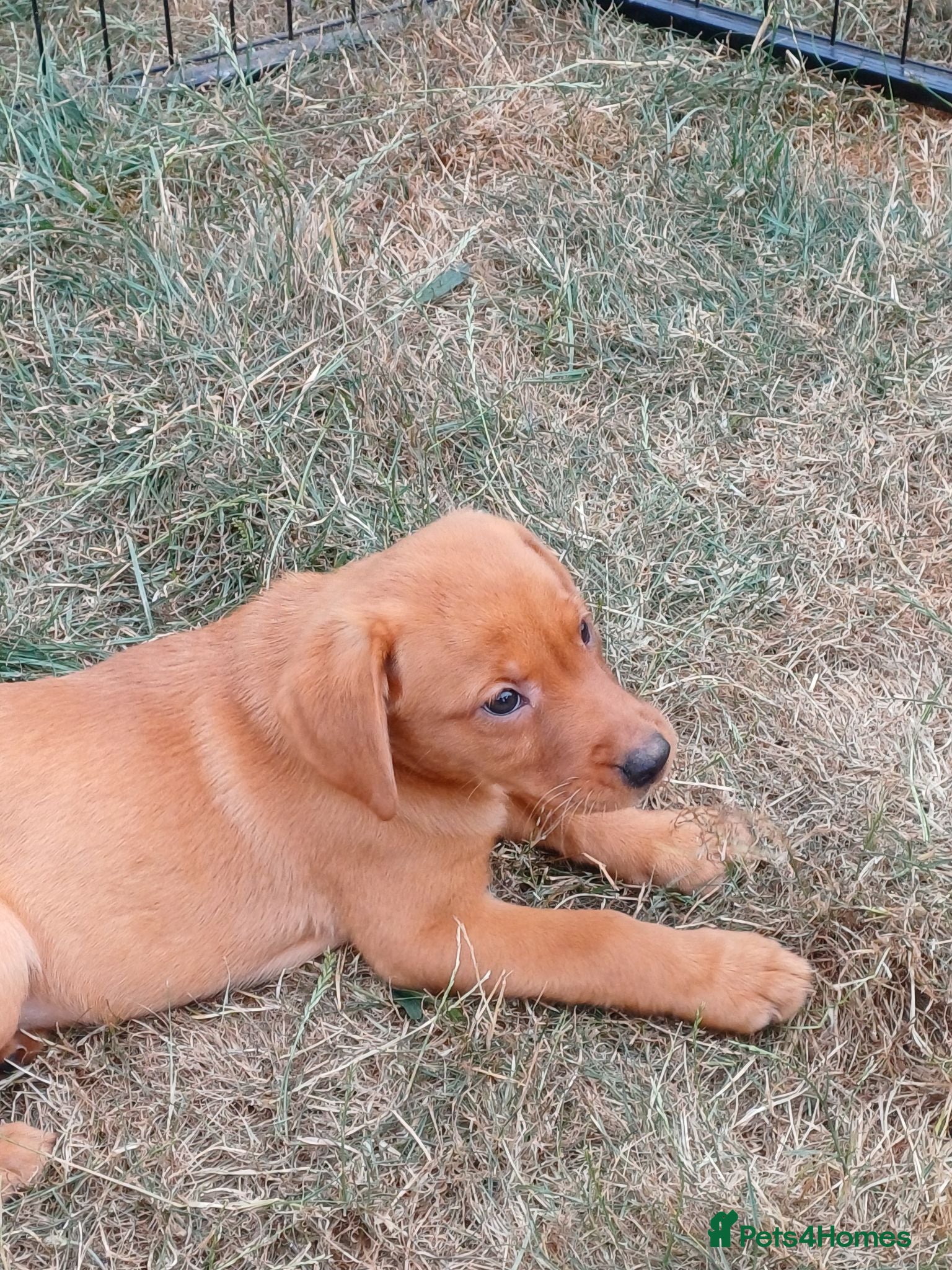 Labrador Retriever dogs Labrador Puppies Fox Red - Advert 1