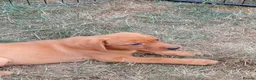 Labrador Retriever dogs for sale: Labrador Puppies Fox Red - Advert 5