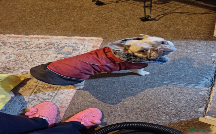 French Bulldog dogs Kc registered french bulldog dog . - Advert 1