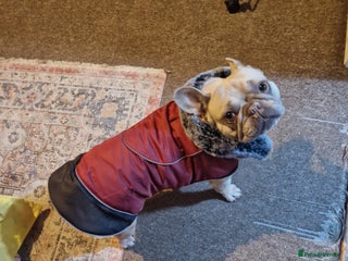 French Bulldog dogs Kc registered french bulldog dog . - Advert 13