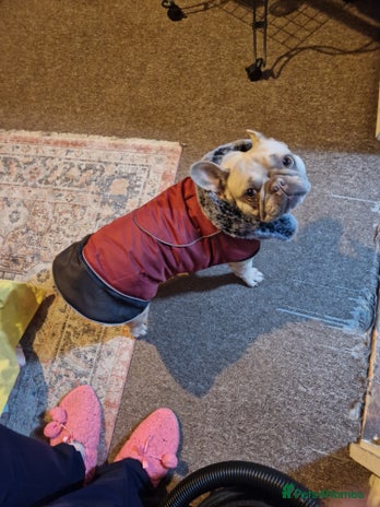 French Bulldog dogs Kc registered french bulldog dog . - Advert 1