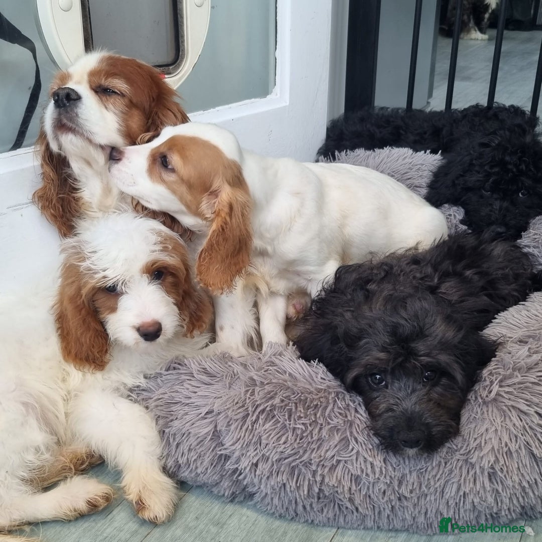 Cavapoo dogs for sale: F1 Cavapoo puppies - Image 16
