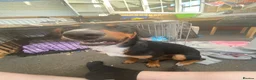 Mixed Breed dogs for sale: Milo kelpie spaniel mix - Advert 8
