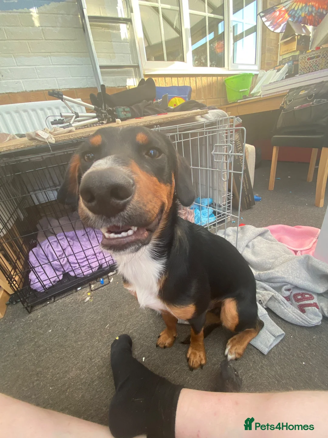 Mixed Breed dogs for sale: Milo kelpie spaniel mix - Advert 8