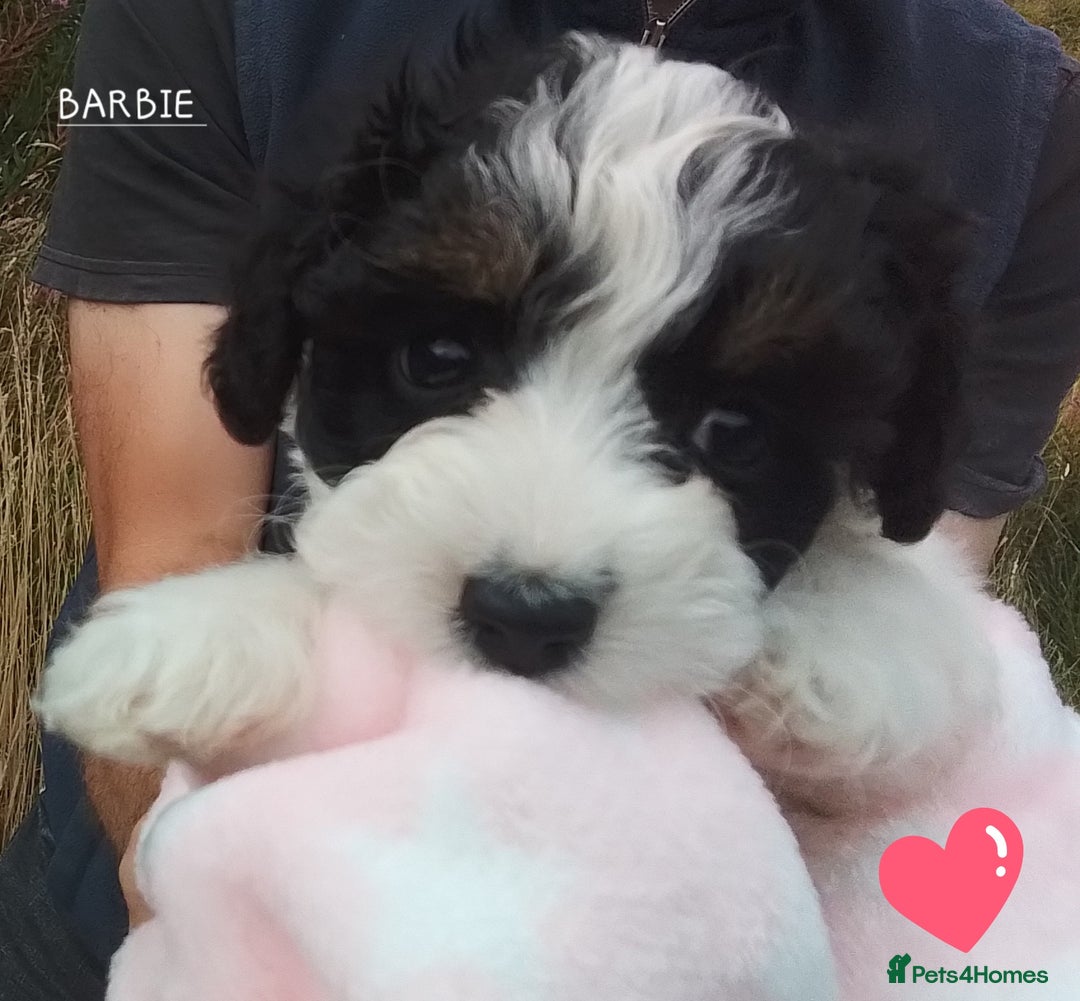 American Cocker Spaniel dogs for sale: SIX SNUGGLE MUFFINS AMERICAN COCKER, TOY POODLE - Image 14