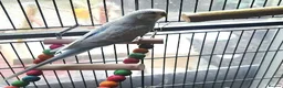 Parrots birds for sale: Premium Hand-Reared Parrots–Reserve Today in Leamington Spa - Advert 7