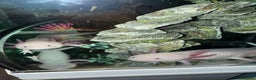 Axolotl reptiles for sale: 2 Leucistic Axolotl Males - Advert 2