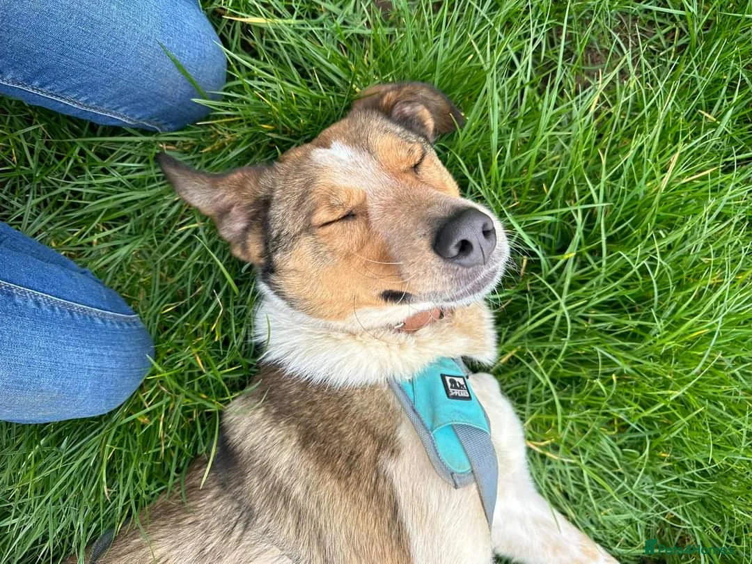 Mixed Breed dogs for adoption: Meet Jiji, currently residing in Cheshire  in Nantwich - Advert 6