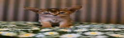 Abyssinian cats for sale: Beautiful Aby kitten  - Advert 16