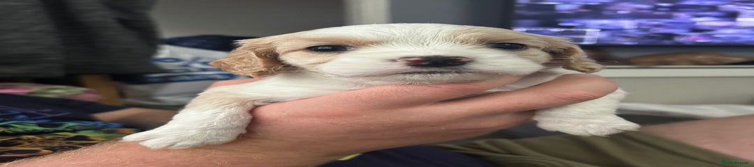 Cockalier Puppy 5