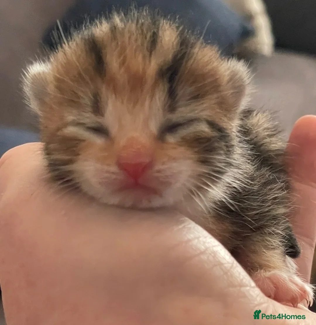 Mixed Breed cats for sale: 3 beautiful kittens looking for a forever family💓 - Advert 8