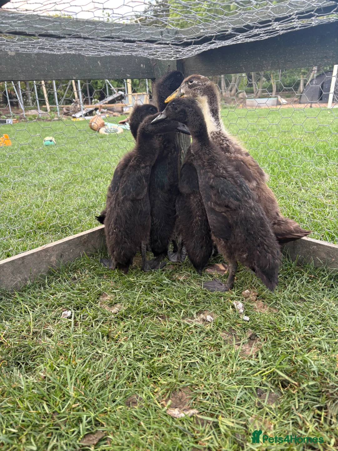 Ducks poultry for sale: Pure black Indian runner ducklings - Advert 2