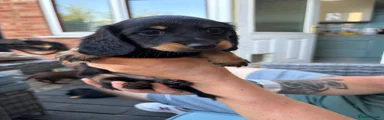 Miniature Dachshund 5