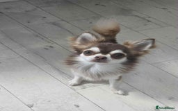Chihuahua dogs for stud: Chihuahua for stud  - Image 5
