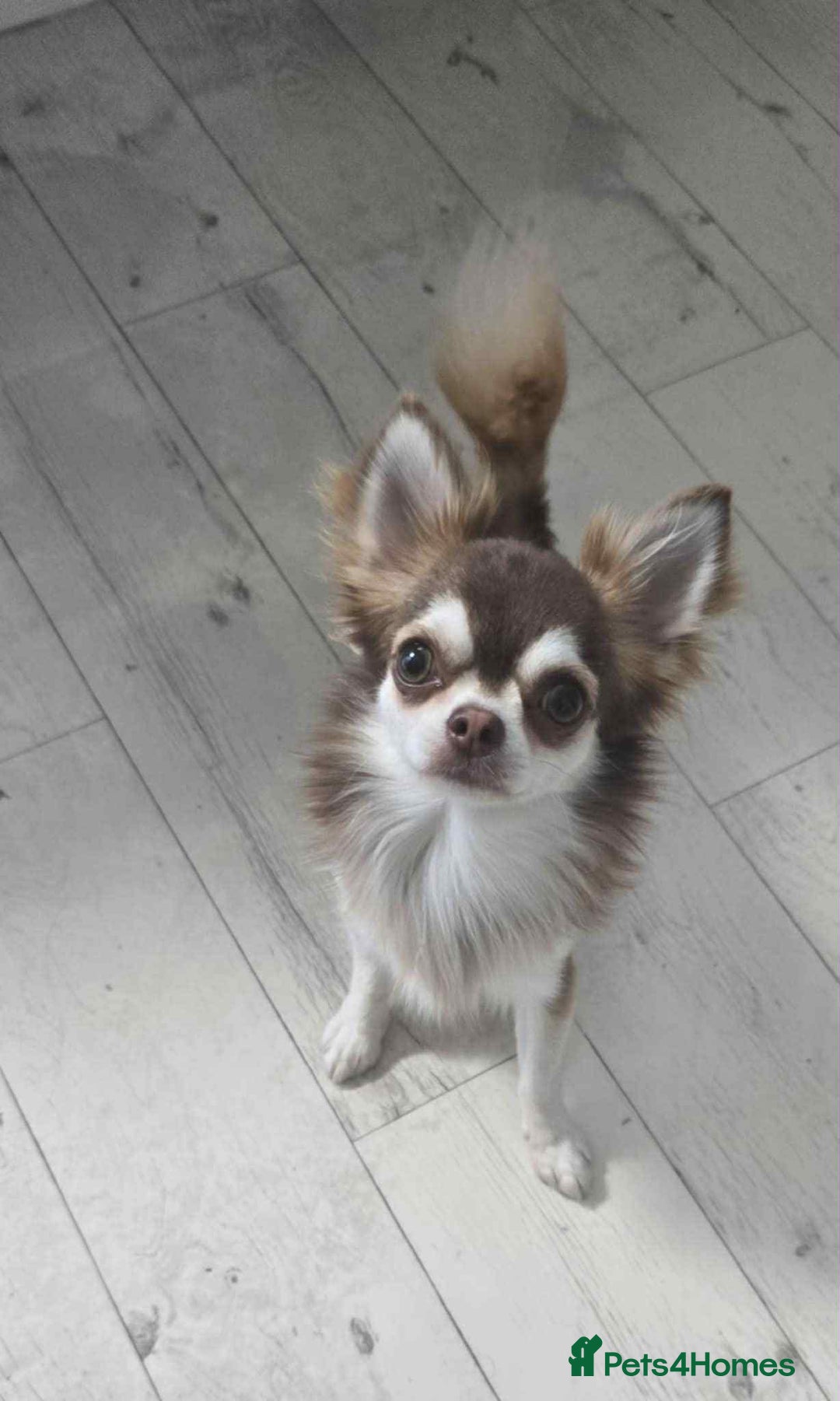 Chihuahua dogs for stud: Chihuahua for stud  - Image 5