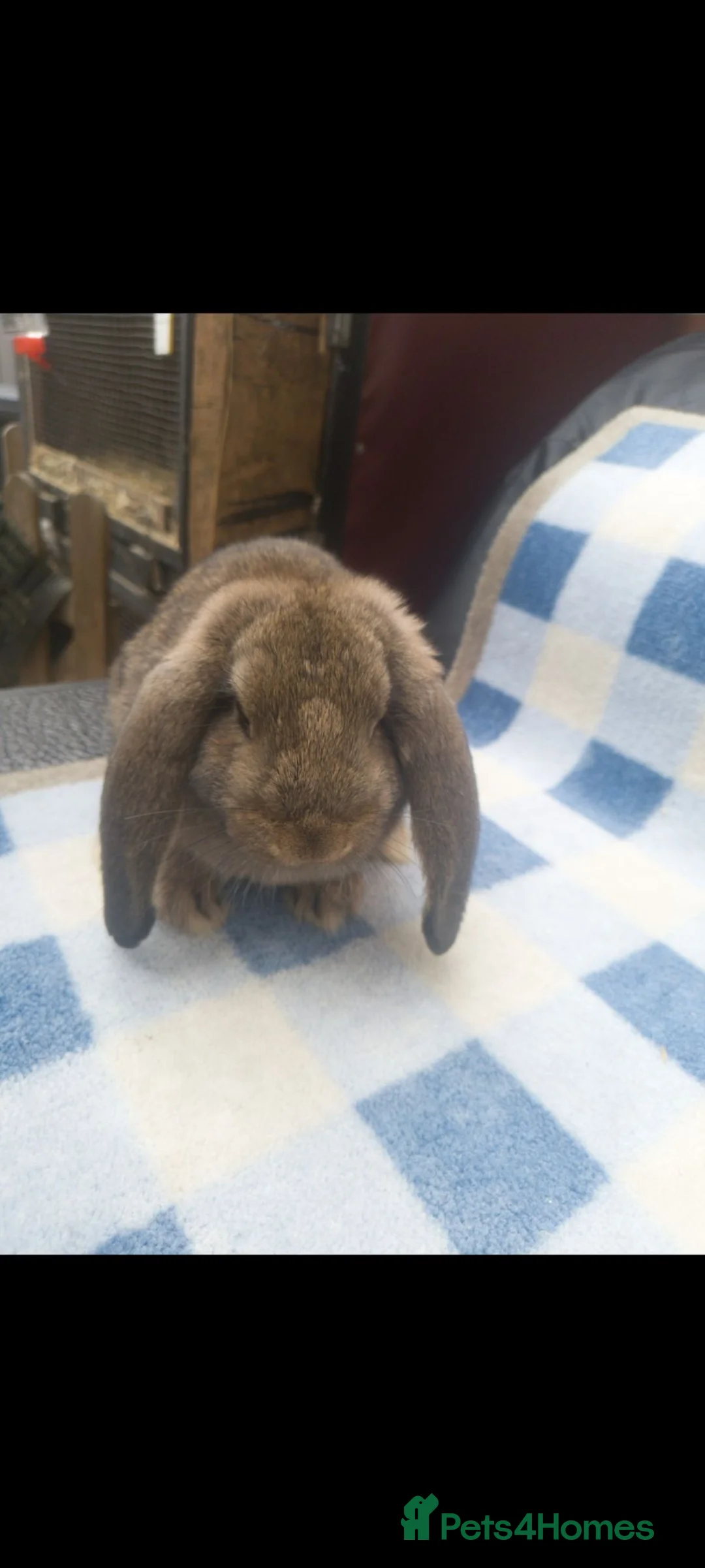 French Lop rabbits for sale: French lop babies available  - Advert 2