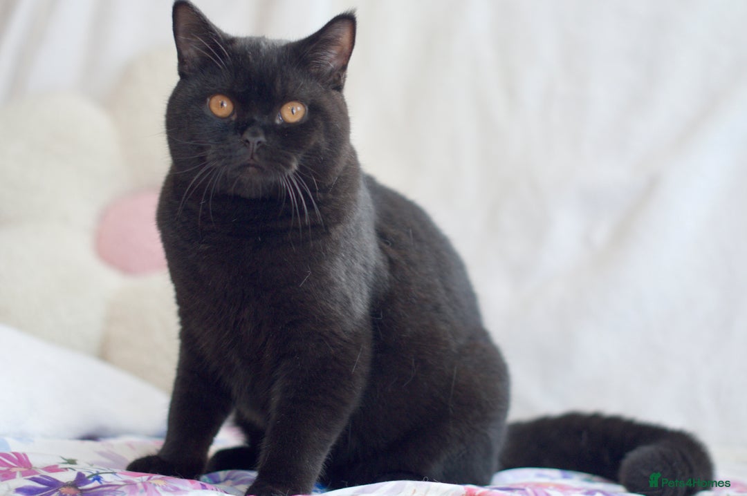 British Shorthair cats for sale: Last 2 black boys 😻😻  in High Wycombe - Advert 1