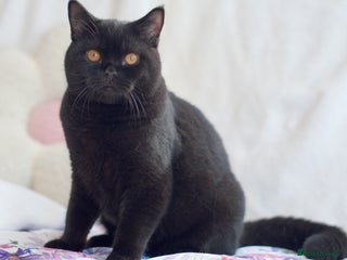 British Shorthair cats Last 2 black boys 😻😻 in High Wycombe - Advert 7