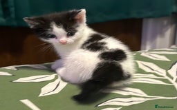 Mixed Breed cats for sale: Kitten ready now - Image 2