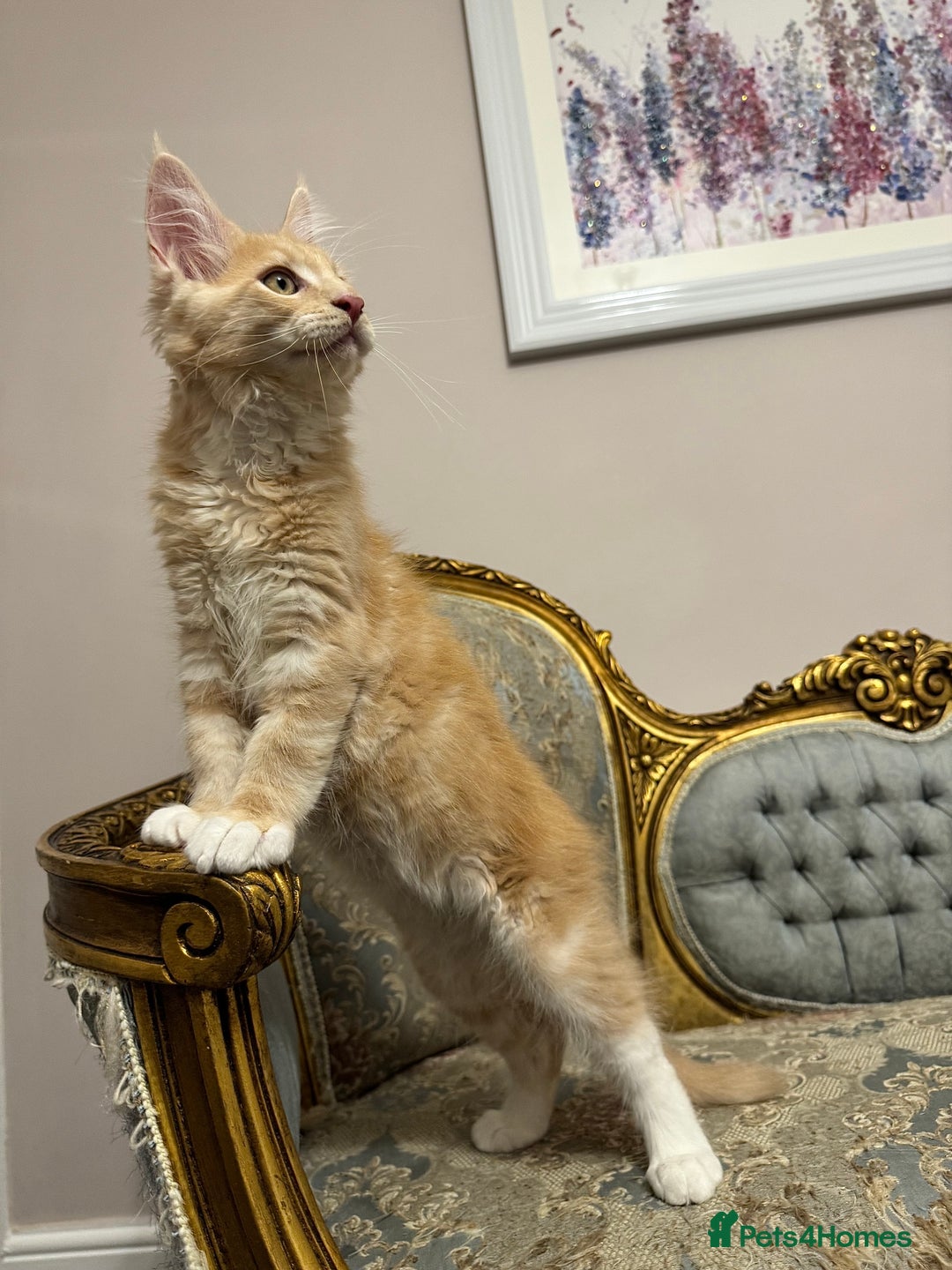 Maine Coon cats for sale: Maine Coon Kittens 🏆 20+ gen 🧬 Full Pedigree - Advert 31