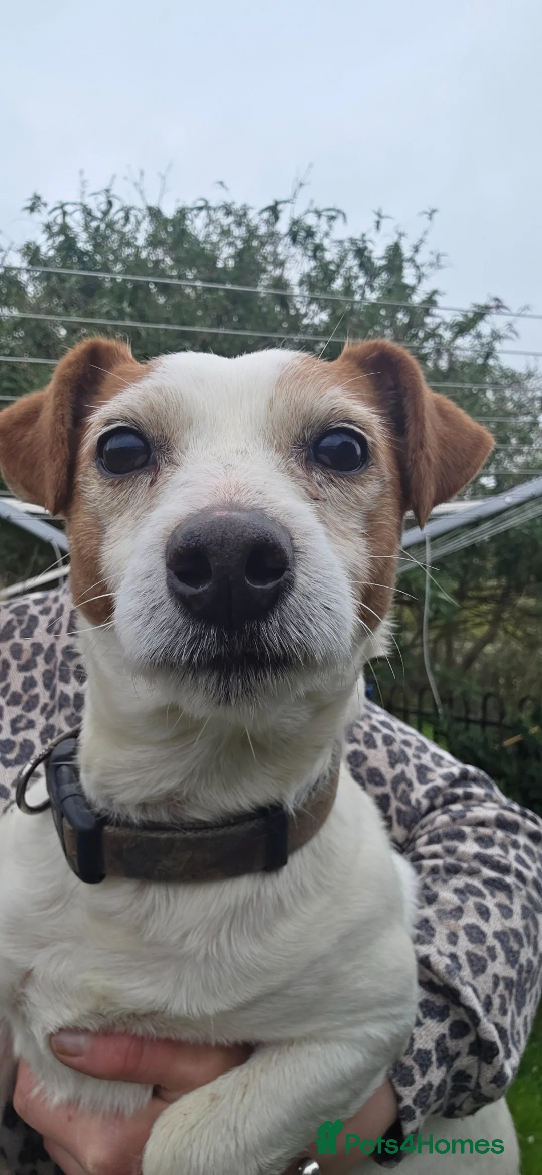 Jack Russell dogs for sale: 5 Year Old Male Jack Russell - Advert 2
