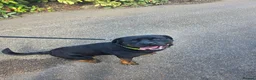 Rottweiler dogs for sale: Loving & Friendly 22-Month-Old Rottweiler Barney in Bexhill-on-Sea - Advert 5