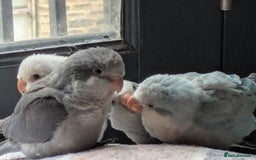 Parakeets birds for sale: Tamed hand reared baby Quaker parrots DNA tested  - Image 4