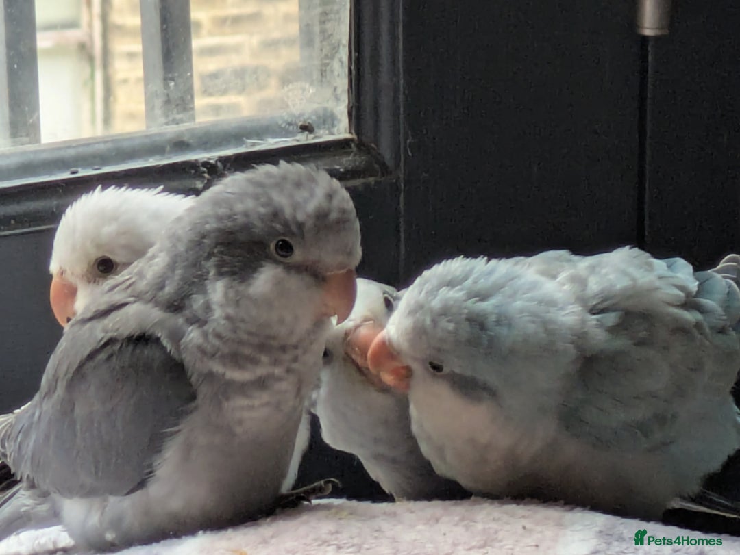 Parakeets birds for sale: Tamed hand reared baby Quaker parrots DNA tested  - Image 4