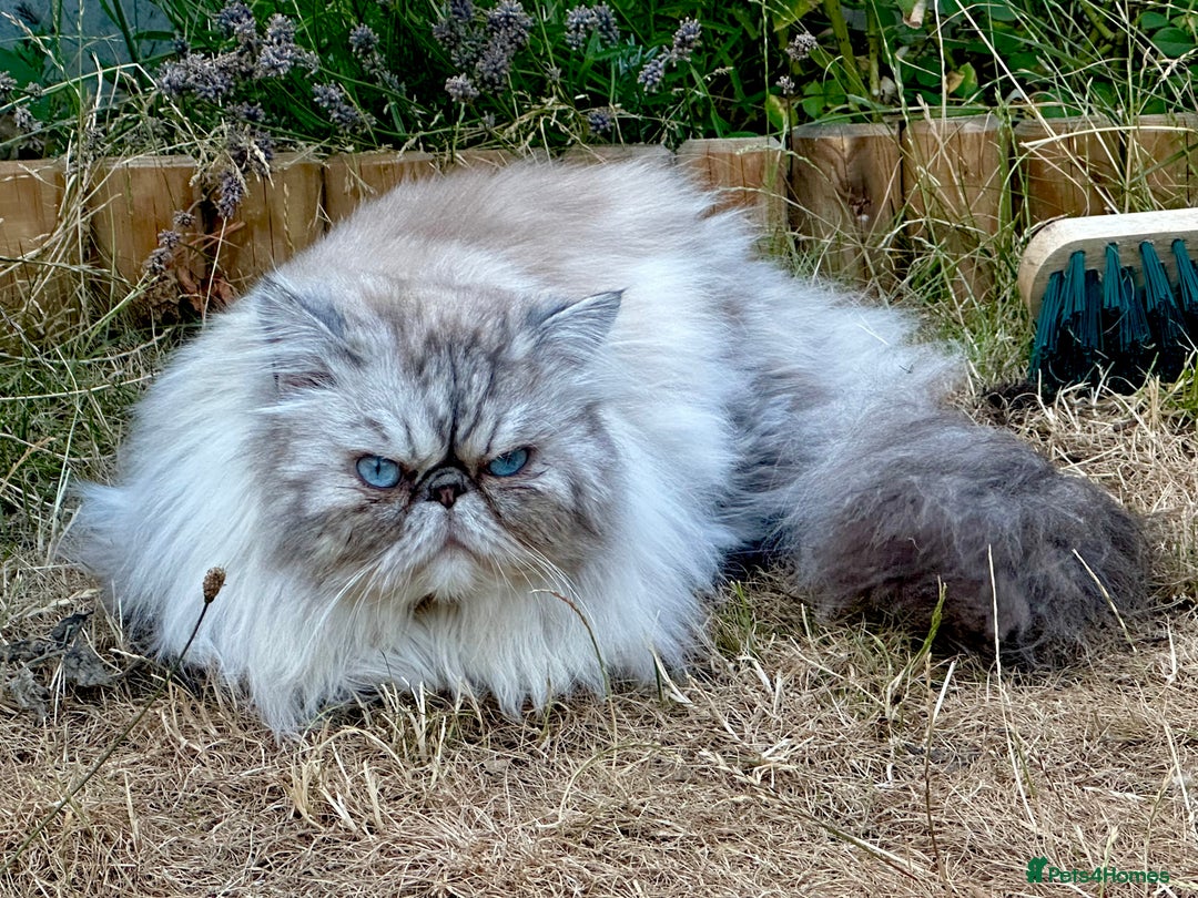 Persian cats for sale: 🐾 Beautiful Himalayan Persian Kittens 🐾 - Image 11