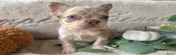 French Bulldog dogs for sale: Kc registered french bulldogs READY TO LEAVE  - Advert 19