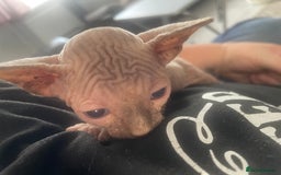 Sphynx cats for sale: Sphynx kittens  - Image 10