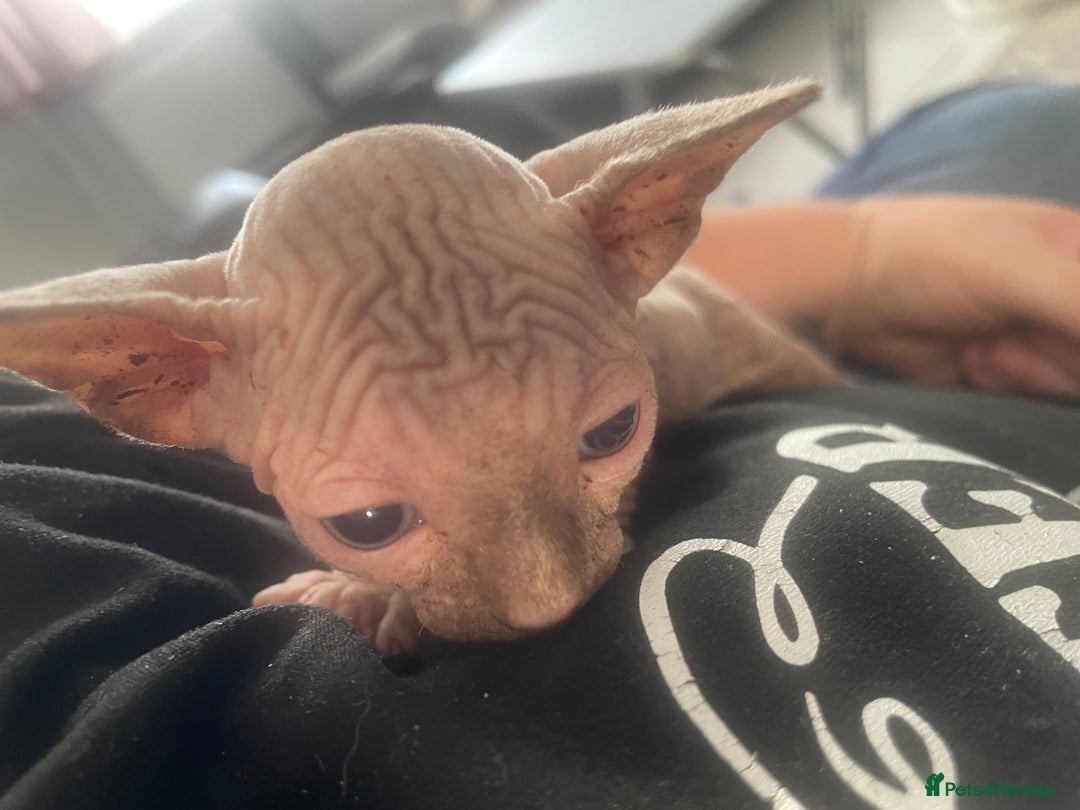 Sphynx cats for sale: Sphynx kittens  - Image 10