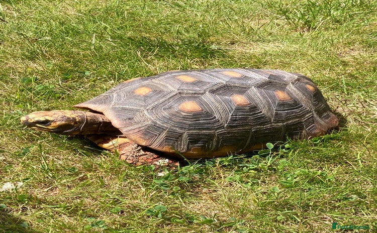 Tortoise reptiles - Advert 2