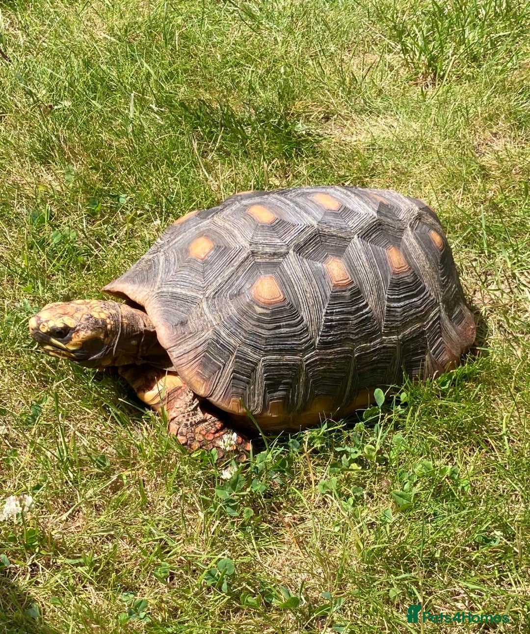 Tortoise reptiles for sale: Redfoot Tortoise £100 ONO - Image 1