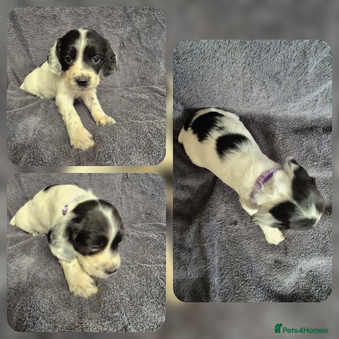 English Springer Spaniel dogs for sale: English Springer Spaniel Pups - Image 5