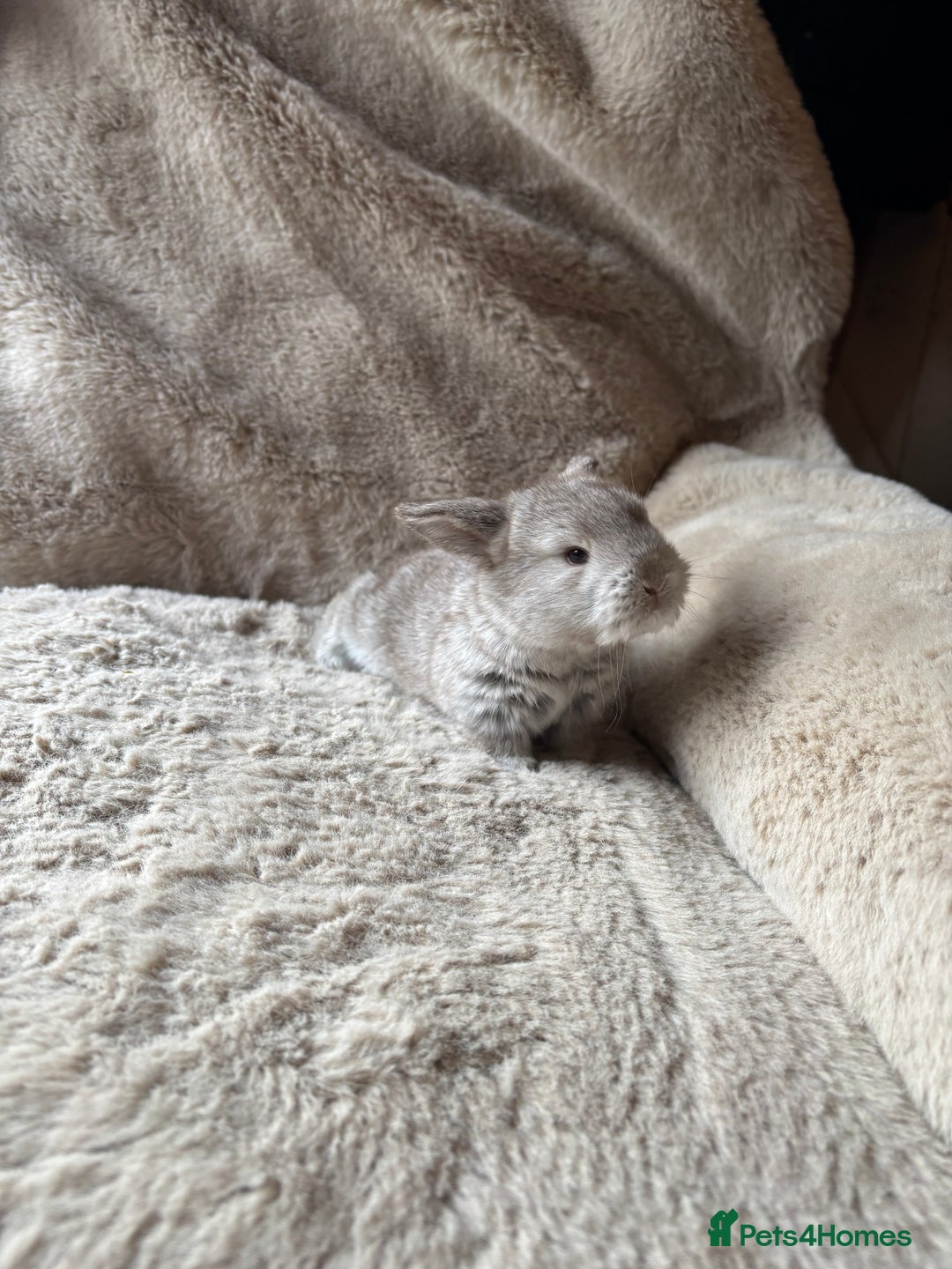 French Lop rabbits for sale: 4 beautiful French lops  - Advert 6