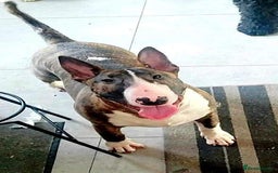 English Bull Terrier dogs for stud: Bull terrier proven stud dog  in Sheffield - Image 15