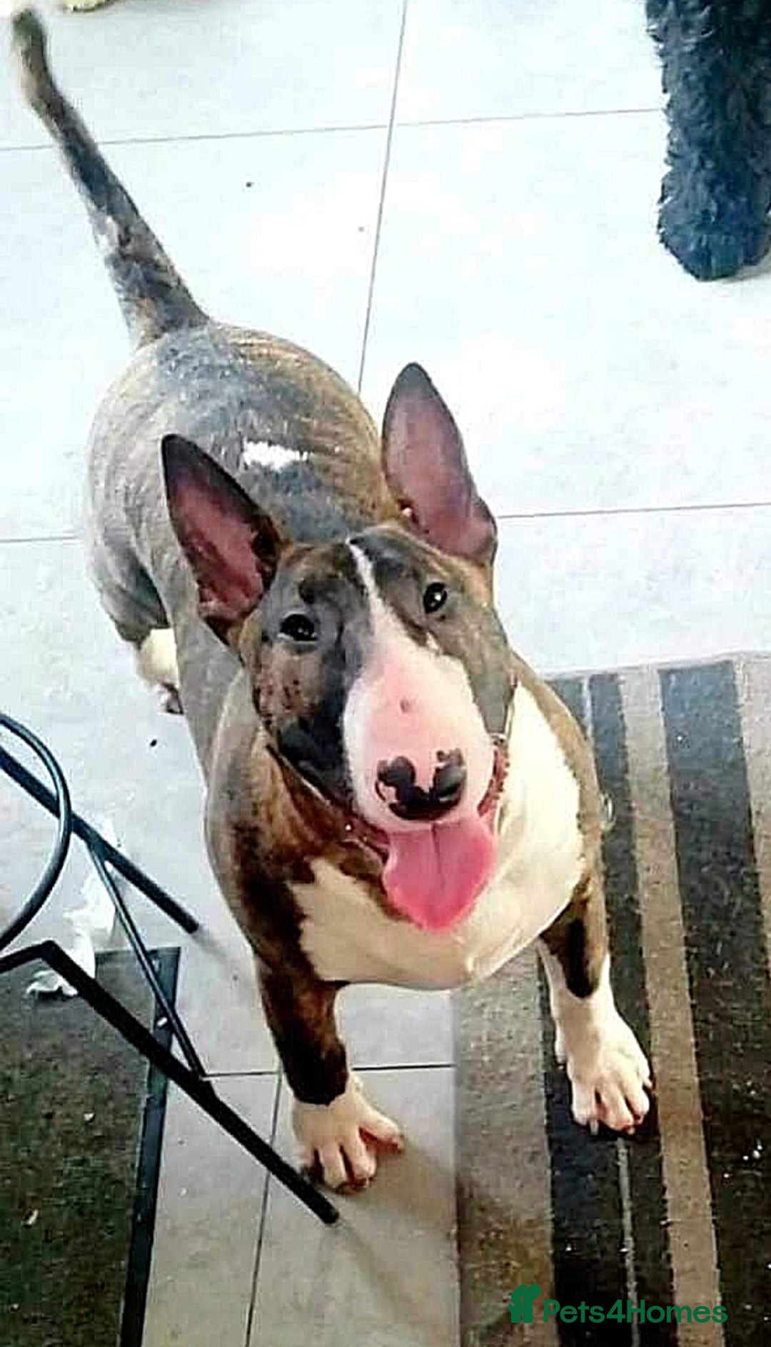 English Bull Terrier dogs for stud: Bull terrier proven stud dog  in Sheffield - Image 15