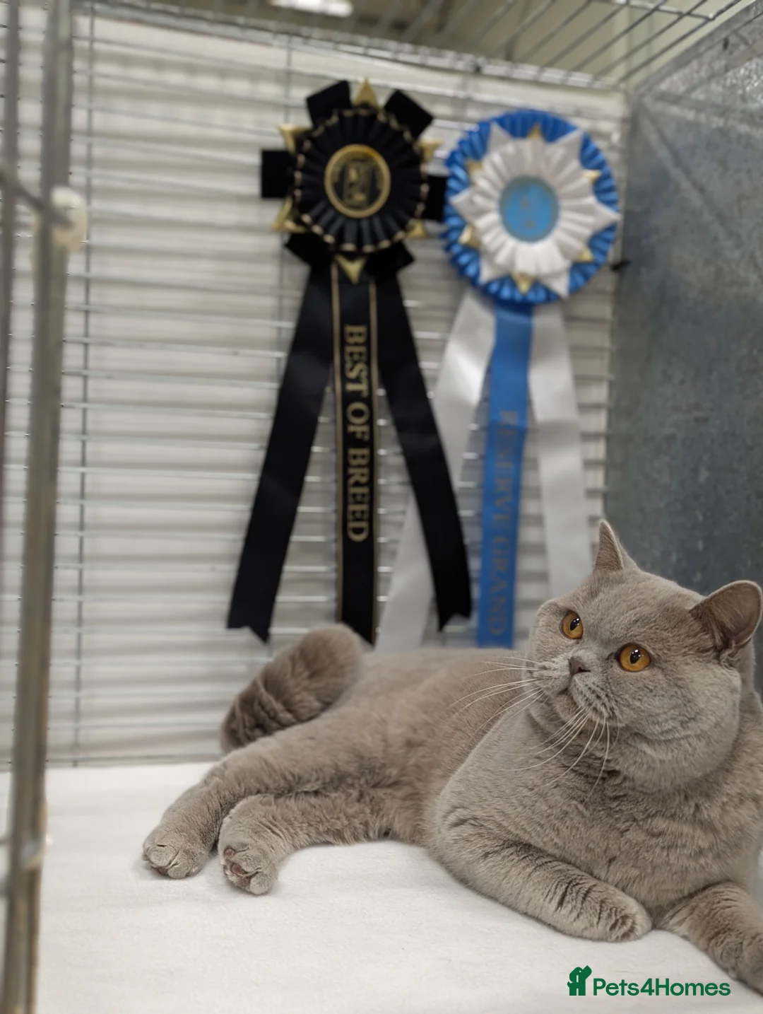 British Shorthair cats for stud: Champion title BSH stud in Derby - Advert 2