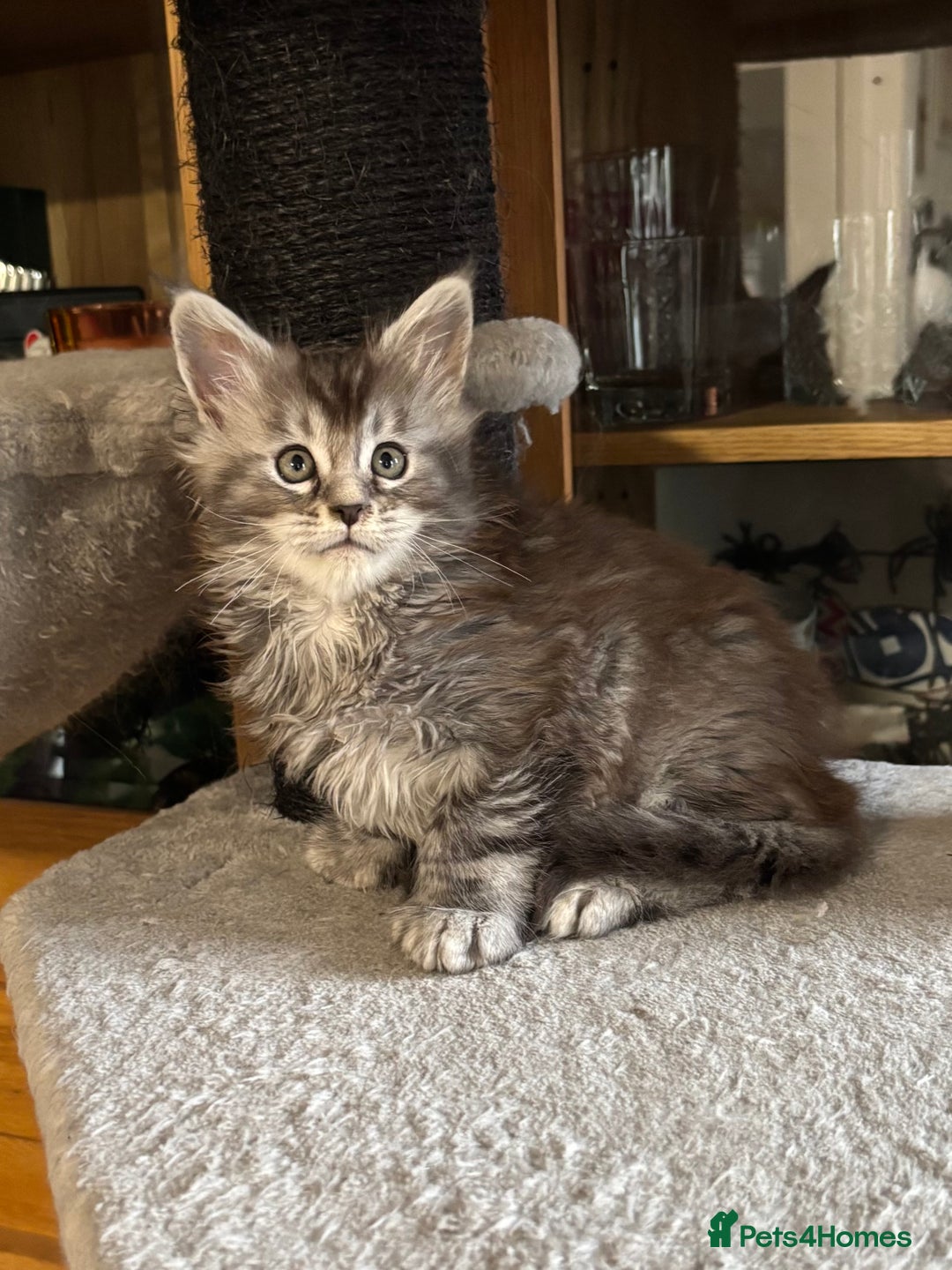 Maine Coon cats for sale: Maine Coon kittens polydactyl/non polydactyl  - Advert 12