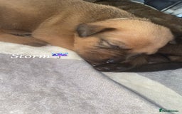 Mixed Breed dogs for sale: Beautiful Puppies For Sale!!! - Image 13