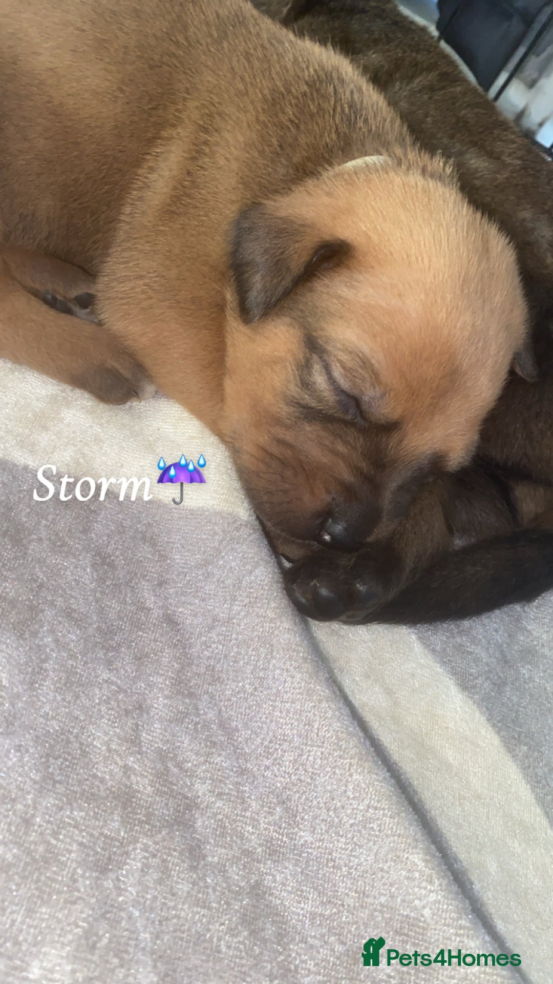 Mixed Breed dogs for sale: Beautiful Puppies For Sale!!! - Image 13